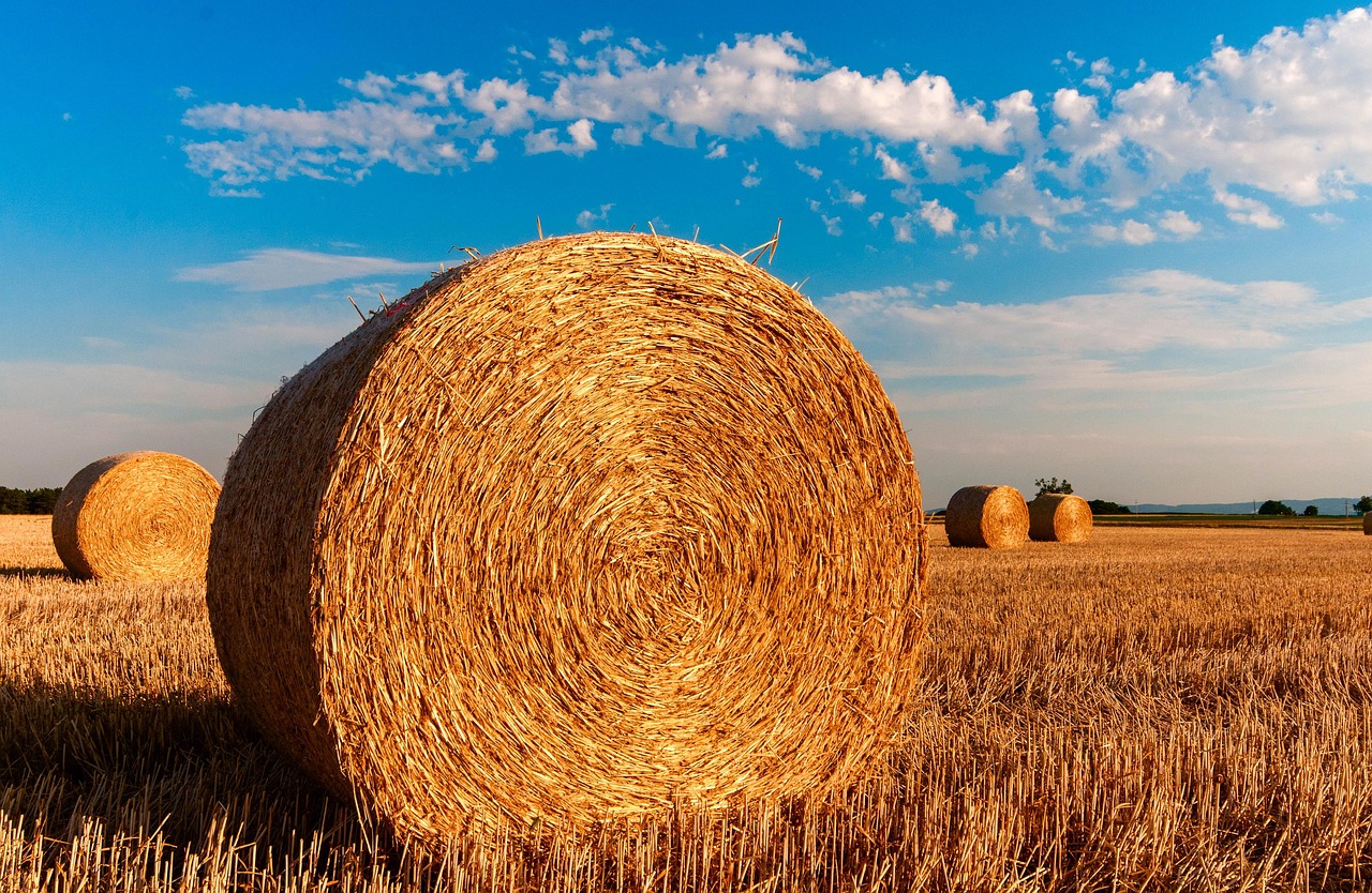 hay bales, round, farm, straw bales, straw, hay, field, harvest, nature, summer, agriculture, rural