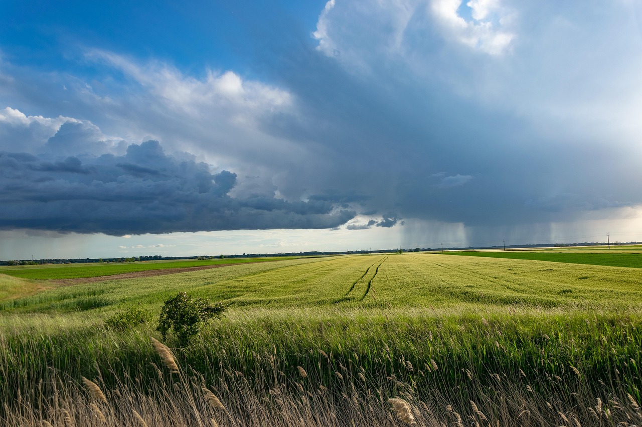 storm, wheat field, nature, clouds, sky, agriculture