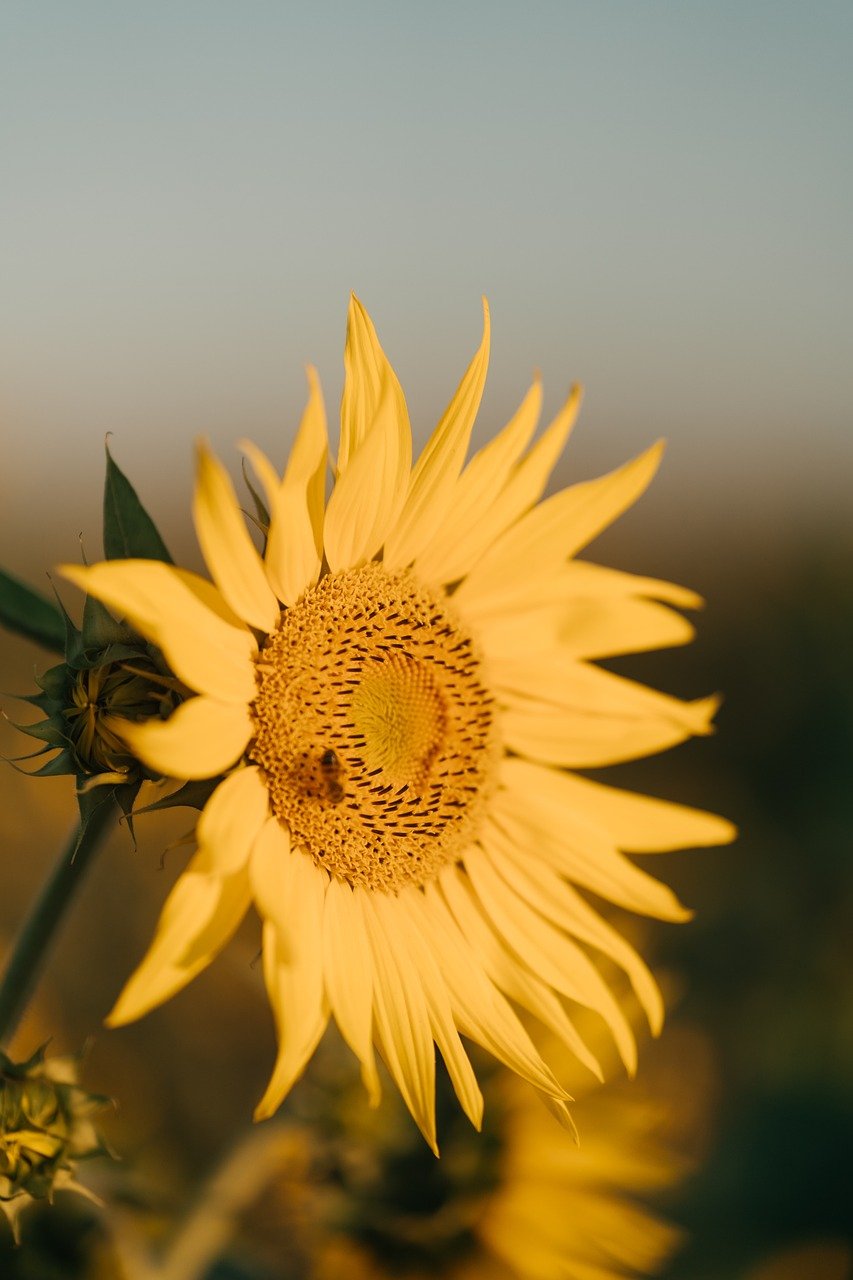 sunflower, nature, beautiful flowers, flower background, bloom, flower wallpaper, flower, summer, yellow, plant