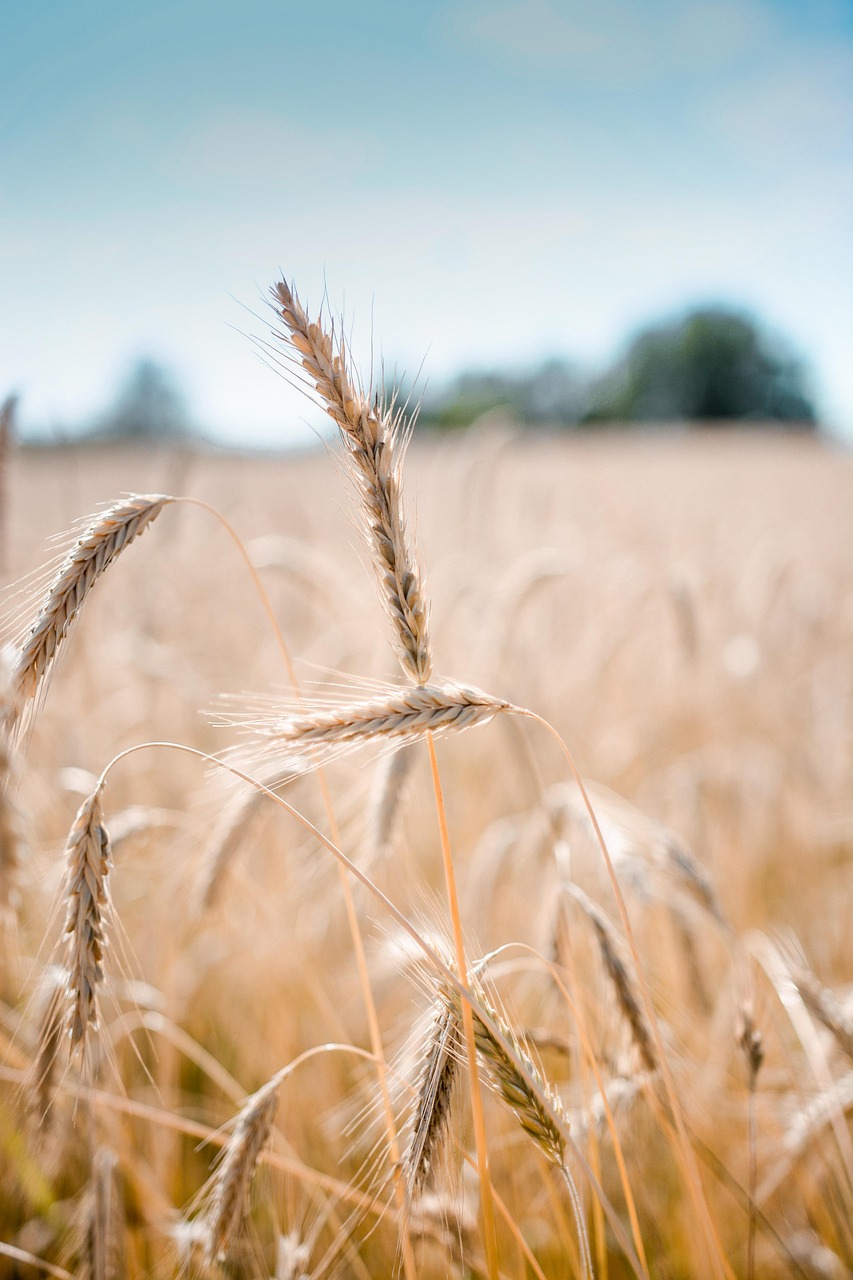 wheat, nature, crop, field, barley, cereal grains, farm, plants, agriculture, countryside, rural, summer, closeup